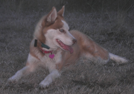 siberian-husky-resting